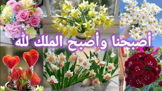 أصبحنا وأصبح الملك لله دعاء الصباح مع اجمل باقات الزهور لعيونكم 