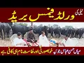 Download Lagu Pure nili buffaloes breeding farm | buffalo farming in Pakistan | Joyia livestock farm Bahawalnagar 