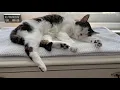Sleeping cat twitching