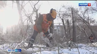 Омичам показали, как правильно ухаживать за городскими деревьями