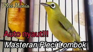 Download Masteran Pleci Lombok Auto nyaut!!! Bikin pleci makin Gacor MP3