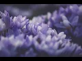 Reneé Rapp - Tummy Hurts(Lyrics)