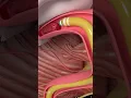 Download Lagu How Are Blood Clots Removed