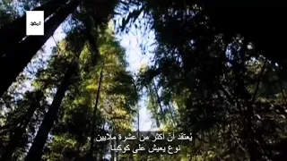 التنوع الحيوي دندنها