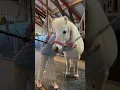 Download Lagu Surprised our daughter with a new pony🥹💖 #shortsvideo #horse #pony
