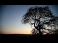 Lagu 30 Minute Morning Nature Sounds - Relaxation Nature Sounds of Bird Song \u0026 Countryside
