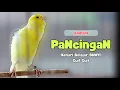 Download Lagu PANCINGAN Kenari Belajar BUNYI ||PANCINGAN Kenari PAUD Agar Cepat BUNYI #484