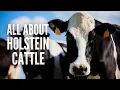 Holstein Cows - Breed Profile Facts and Care