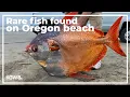 Download Lagu Rare Opah fish found on Oregon beach
