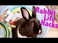 Rabbit Life Hacks