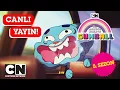 Download Lagu 🔴 CANLI 🔴 GUMBALL | 5. Sezon Tüm Bölümler | Cartoon Network Türkiye