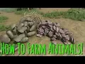 How To Farm Armadillo Shells Green Hell