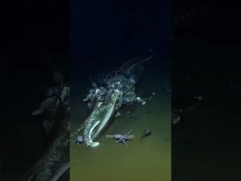 How Whale Dies 🐋