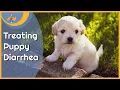 Treating Puppy Diarrhea at Home and when to worry