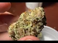 Cherry Punch by Curio Strain Review