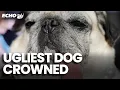 Rescue pug takes the crown as winner of the WORLD S UGLIEST DOG