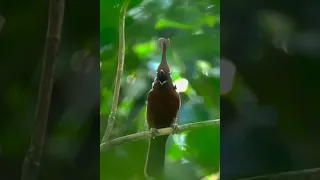 cililin nembak panjang masteran murai dan burung lainnya
