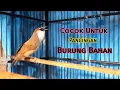 Download Lagu Kaso-Kaso GACOR Cocok Untuk Pancingan Burung Bahan Anda