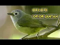 Download Lagu Ciri-ciri burung opior Jawa jantan