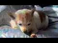 Download Lagu Passing dog's final act of love for family