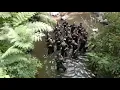 Download Lagu Tetap Yel Yel dan Bergembira #viral #yelyel #komando #hanturimba #kopassus