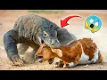 Download Lagu Comodo Dragon🐉 Attacked the Goat 🐐 Very Dangerous Animal😱
