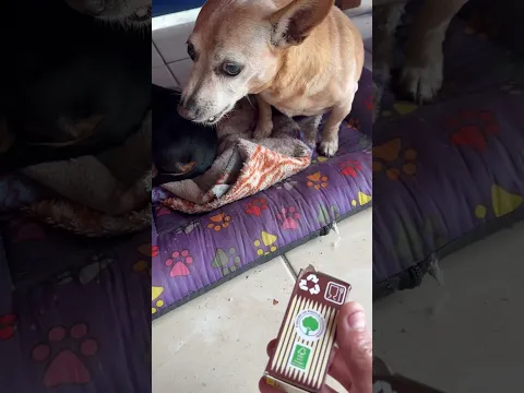 Pinscher ficou bravo por eu não deixar usar palito de dente ￼