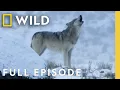 Download Lagu She Wolf: The Yellowstone Legend | SPECIAL | National Geographic