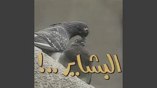البشاير 
