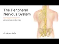 Peripheral Nervous System with emphasis on the limbs Anki flashcards