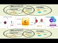 Atoms Vs Elements Vs Molecules Vs Compounds