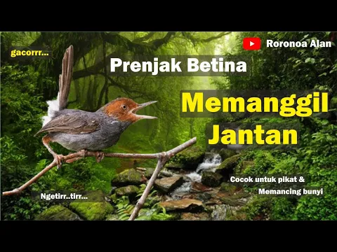 Download MP3 Suara Burung Prenjak Betina Memanggil Jantan Pikat