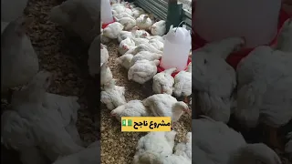 مشروع تربية دجاج اللحم 