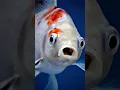 Download Lagu UBUR-UBUR IKAN LELE😂#shorts