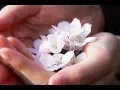 Download Lagu [ SAKURA BITO ]       Akino Kesera