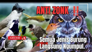 suara pikat burung kutilang ribut kombinasi prenjak stater paling ampuh 