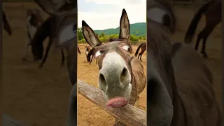 يالولو يالولو في نونو Shorts كراميش 