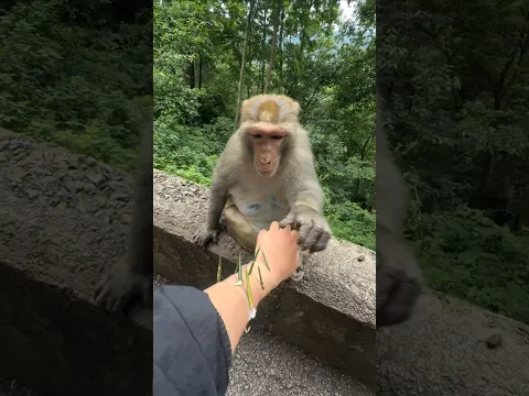 Bandr ladki ki help karta hai