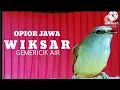 Download Lagu SUARA BURUNG ‼️ OPIOR JAWA NGERIWIK VARIASI_MERANGSANG BUNYI OPIOR BAHAN@KICAU_CHANEL24