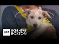 Puppies from Tennessee up for adoption at Shultz s Guest House in Dedham