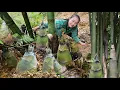 Download Lagu Harvesting giant bamboo shoots take to market to sell, help villagers plant rice - Ly Thi Tam