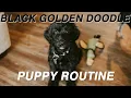 Our Puppy Routine with a Black Goldendoodle