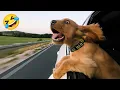 Download Lagu New Funny videos of Cats🐈 and Dogs🐕2025. Try Not To Laugh 😂