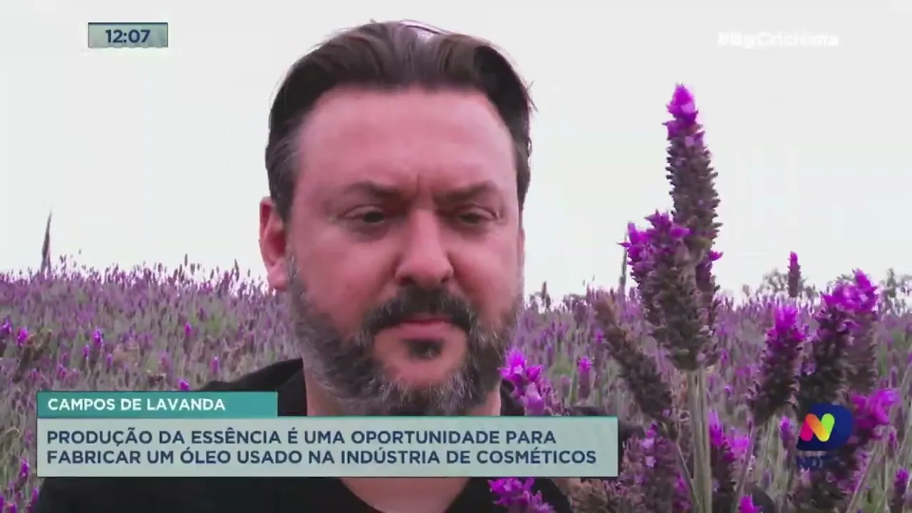 Produção de lavanda é uma oportunidade para fabricar um óleo usado na indústria de cosméticos