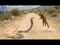 Lagu A Cobra Ataca, o Mangusto Revida Sem Medo #animaisselvagens | Vida Selvagem