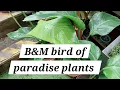 Download Lagu Burung cendrawasih raksasa, tanaman terbaik untuk efek tropis