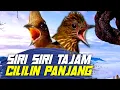 Download Lagu TEMBAKAN SIRI SIRI TAJAM SAMBUNG CILILIN PANJANG || MASTERAN UNTUK KAWAL MURAI BATU BAHAN TROTOL