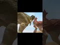 Download Lagu Carnotaurus VS T Rex Battle Scene #dinosaurs