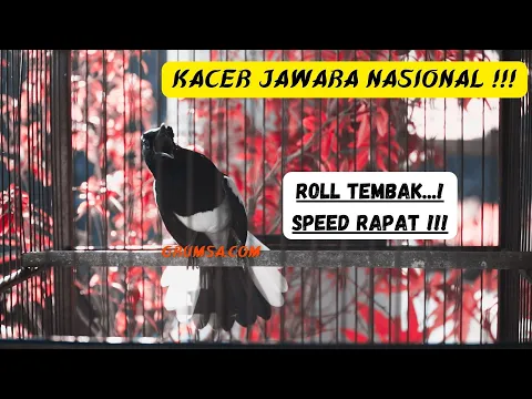 OCEHAN KACER TOP GACOR DORRR ll JUARA FULL MATERI MEWAH 2021