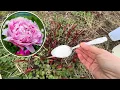 What to fertilize peonies with in spring